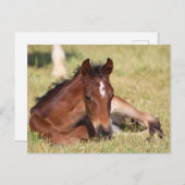 Carte Postale Bob Langrish | Foie Chaud Qui S'Allonge Dans L'Her (Devant / Derrière)