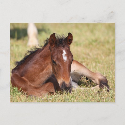 Carte Postale Bob Langrish | Foie Chaud Qui S'Allonge Dans L'Her (Devant)