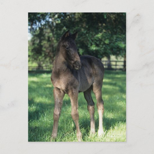 Carte Postale Bob Langrish | Foie Roulé À Thoroughbred En Champ (Devant)