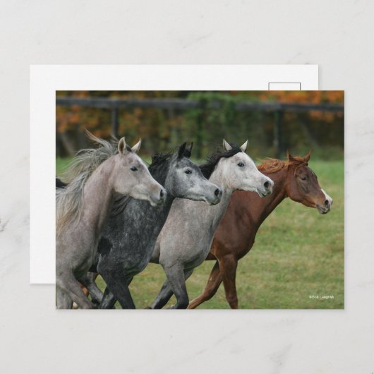 Carte Postale Bob Langrish | Four Arab Horses Racing Headshot (Devant / Derrière)