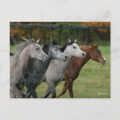 Carte Postale Bob Langrish | Four Arab Horses Racing Headshot (Devant)