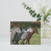 Carte Postale Bob Langrish | Four Arab Horses Racing Headshot (Debout devant)