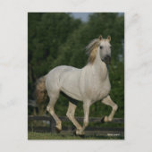 Carte Postale Bob Langrish | Gray Andalucian Running (Devant)