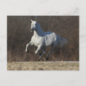 Carte Postale Bob Langrish | Gray Andalucian Running (Devant)