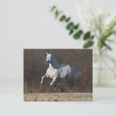 Carte Postale Bob Langrish | Gray Andalucian Running (Debout devant)