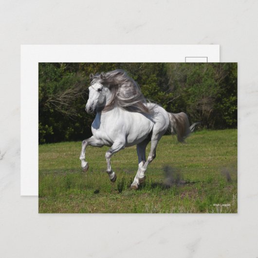 Carte Postale Bob Langrish | Gray Andalucian Stallion Courir (Devant / Derrière)