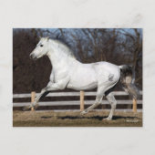 Carte Postale Bob Langrish | Gray Andalucian Stallion Courir (Devant)