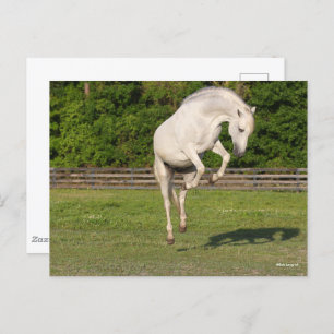 Carte Postale Bob Langrish   Gray Andalucian Stallion Leaping