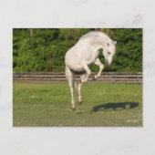 Carte Postale Bob Langrish | Gray Andalucian Stallion Leaping (Devant)