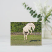 Carte Postale Bob Langrish | Gray Andalucian Stallion Leaping (Debout devant)