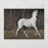 Carte Postale Bob Langrish | Gray Andalucian Stallion Walking (Devant)