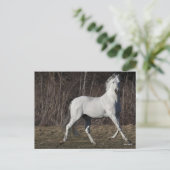 Carte Postale Bob Langrish | Gray Andalucian Stallion Walking (Debout devant)