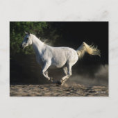 Carte Postale Bob Langrish | Gray Arab Mare Running (Devant)