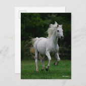 Carte Postale Bob Langrish | Gray Arab Running (Devant / Derrière)