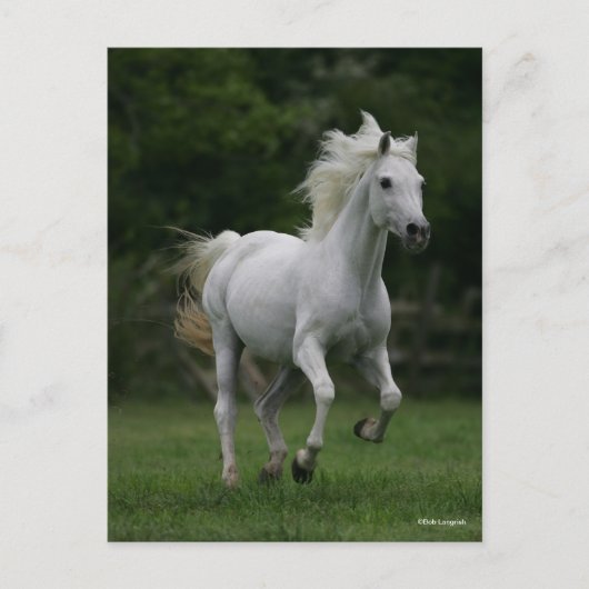 Carte Postale Bob Langrish | Gray Arab Running (Devant)