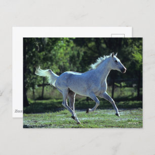 Carte Postale Bob Langrish   Gray Thoroughbred Stallion Running