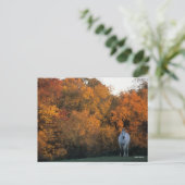 Carte Postale Bob Langrish Gray Warmblood Horloge debout Automne (Debout devant)