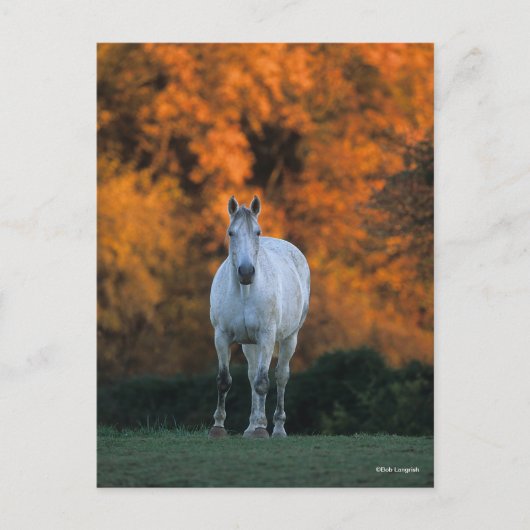 Carte Postale Bob Langrish | Gray Warmblood Standing Automne (Devant)