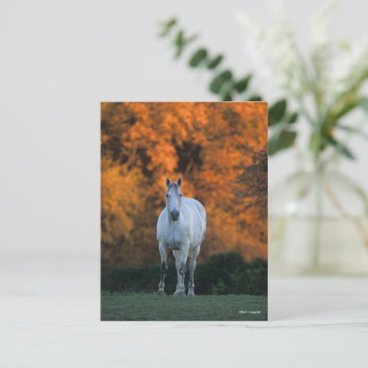 Carte Postale Bob Langrish | Gray Warmblood Standing Automne (Debout devant)