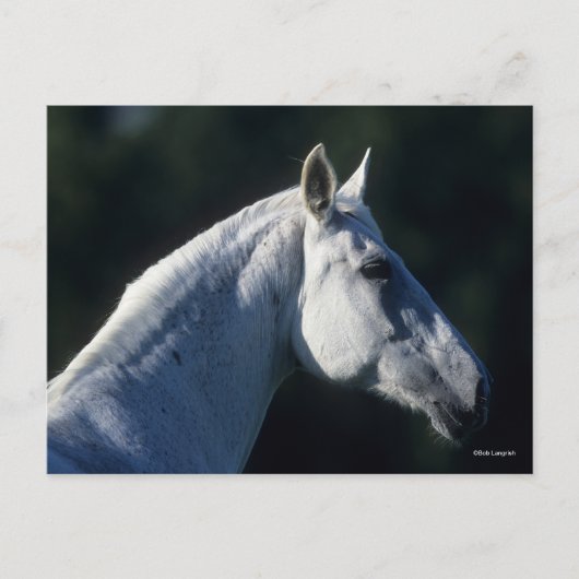 Carte Postale Bob Langrish | Gray Warmblood Standing Headshot (Devant)