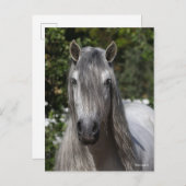 Carte Postale Bob Langrish | Grey Andalucian Stallion headshot (Devant / Derrière)