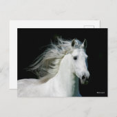 Carte Postale Bob Langrish | Grey Andalucian Stallion Headshot (Devant / Derrière)