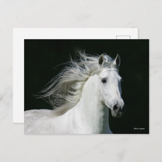 Carte Postale Bob Langrish | Grey Andalucian Stallion Headshot (Devant / Derrière)
