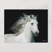 Carte Postale Bob Langrish | Grey Andalucian Stallion Headshot (Devant)