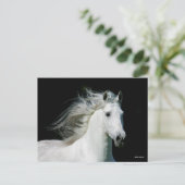 Carte Postale Bob Langrish | Grey Andalucian Stallion Headshot (Debout devant)