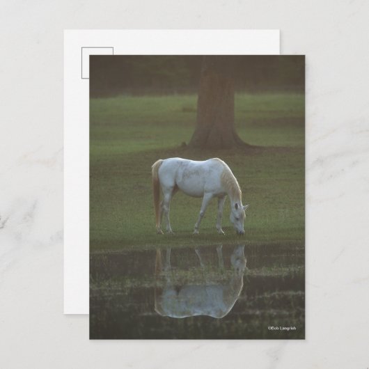 Carte Postale Bob Langrish | Grey Arab Grazing Water Reflection (Devant / Derrière)