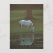 Carte Postale Bob Langrish | Grey Arab Grazing Water Reflection (Devant)