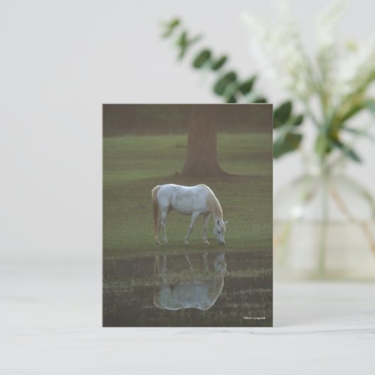 Carte Postale Bob Langrish | Grey Arab Grazing Water Reflection (Debout devant)
