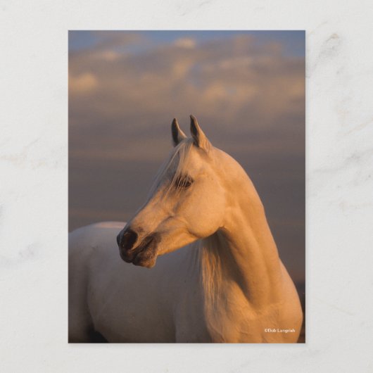 Carte Postale Bob Langrish | Grey Arab Headshot Evening Light (Devant)