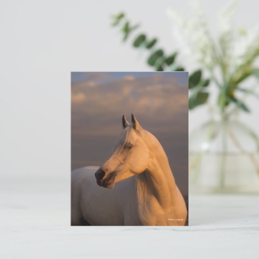 Carte Postale Bob Langrish | Grey Arab Headshot Evening Light (Debout devant)