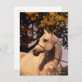 Carte Postale Bob Langrish | Grey Arab Stallion Headshot 4 (Devant / Derrière)