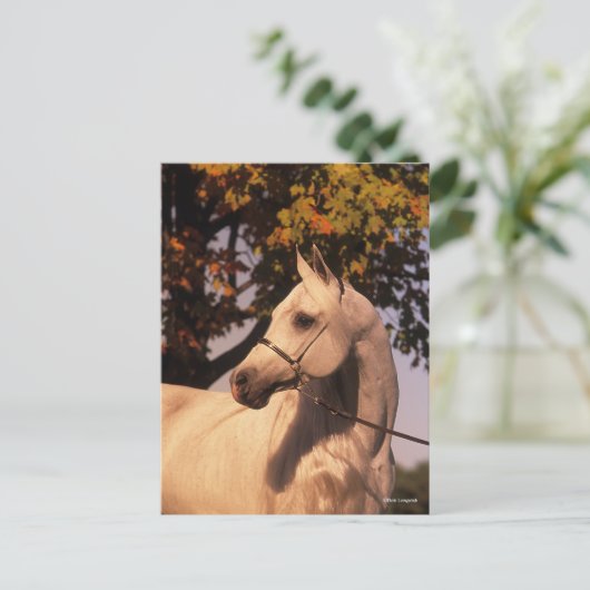 Carte Postale Bob Langrish | Grey Arab Stallion Headshot 4 (Debout devant)