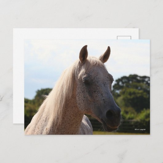 Carte Postale Bob Langrish | Grey Arab Stallion Headshot Backlit (Devant / Derrière)