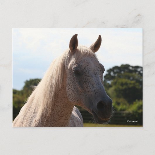 Carte Postale Bob Langrish | Grey Arab Stallion Headshot Backlit (Devant)