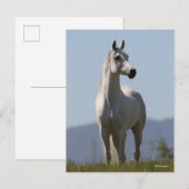 Carte Postale Bob Langrish | Grey Arab Stallion Standing (Devant / Derrière)