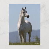 Carte Postale Bob Langrish | Grey Arab Stallion Standing (Devant)