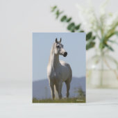 Carte Postale Bob Langrish | Grey Arab Stallion Standing (Debout devant)