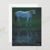 Carte Postale Bob Langrish Grey Arab Standing By Pond Reflet (Devant / Derrière)