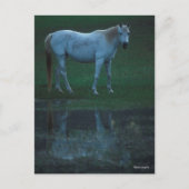 Carte Postale Bob Langrish Grey Arab Standing By Pond Reflet (Devant)