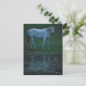 Carte Postale Bob Langrish Grey Arab Standing By Pond Reflet (Debout devant)