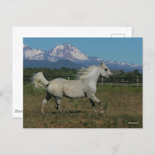 Carte Postale Bob Langrish Grey Arrière - plan arabe de la monta