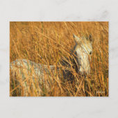 Carte Postale Bob Langrish | Grey Camargue Pony Mensonge Dans Le (Devant)
