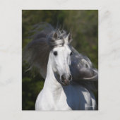 Carte Postale Bob Langrish Grey Casquette andalouse Mane Flown (Devant)