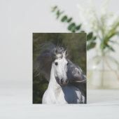 Carte Postale Bob Langrish Grey Casquette andalouse Mane Flown (Debout devant)