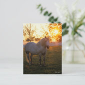 Carte Postale Bob Langrish | Grey Percheron Standing In Sunset (Debout devant)