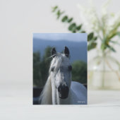 Carte Postale Bob Langrish Grey Stallion arabe debout (Debout devant)